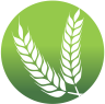 Cebada