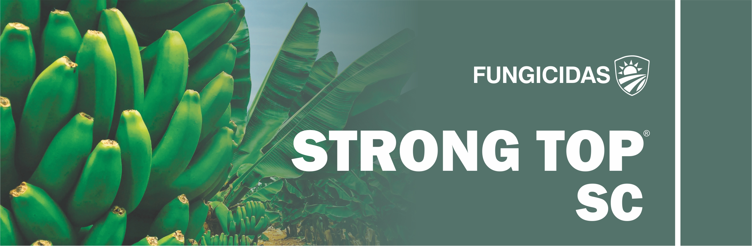 STRONG TOP® SC